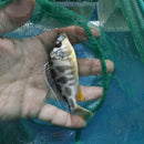 BEAUTIFUL NIMBOCHROMIS VENUSTUS 3.5"