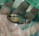 RAINBOW CICHLID 1.5"  (Herotilapia multispinosa)