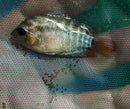 RAINBOW CICHLID 1.5"  (Herotilapia multispinosa)