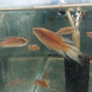 3 BEAUTIFUL RED PARADISE GOURAMI 1.5 TO 2"
