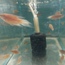 3 BEAUTIFUL RED PARADISE GOURAMI 1.5 TO 2"