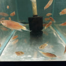 3 BEAUTIFUL RED PARADISE GOURAMI 1.5 TO 2"