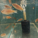 3 BEAUTIFUL RED PARADISE GOURAMI 1.5 TO 2"