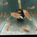 3 BEAUTIFUL RED PARADISE GOURAMI 1.5 TO 2"