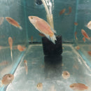 3 BEAUTIFUL RED PARADISE GOURAMI 1.5 TO 2"