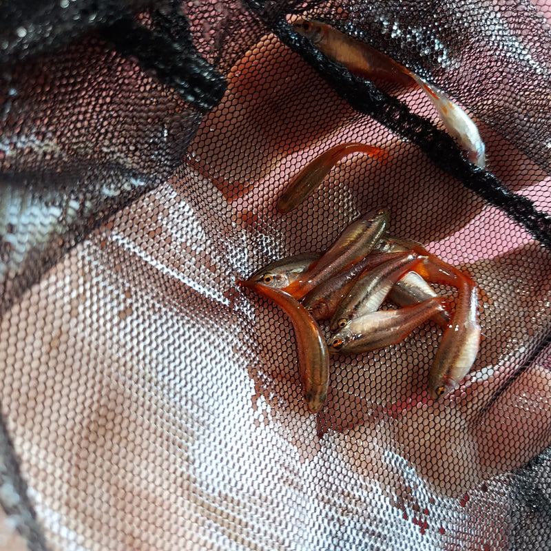 3 BEAUTIFUL CHERRY BARB UNSEXED (Puntius titteya)