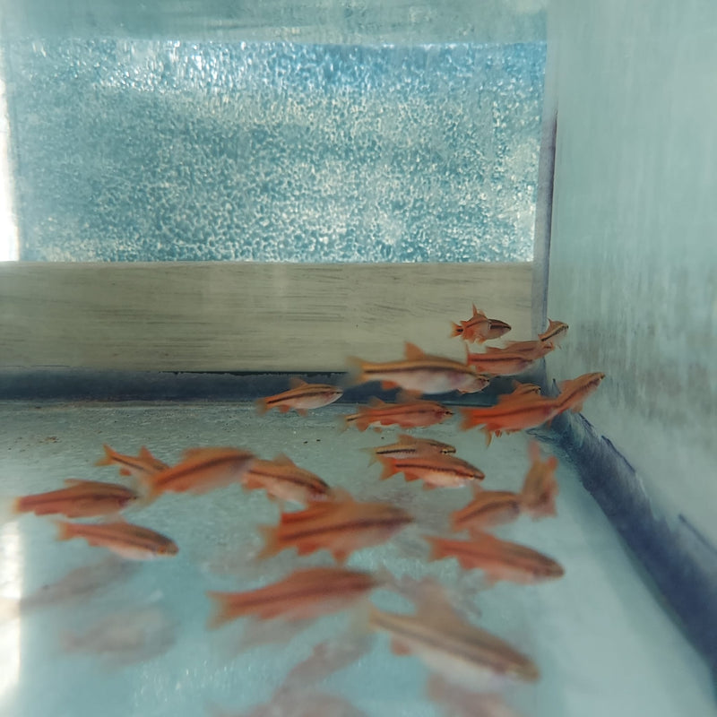 3 BEAUTIFUL CHERRY BARB UNSEXED (Puntius titteya)