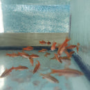 4 BEAUTIFUL CHERRY BARB UNSEXED (Puntius titteya)