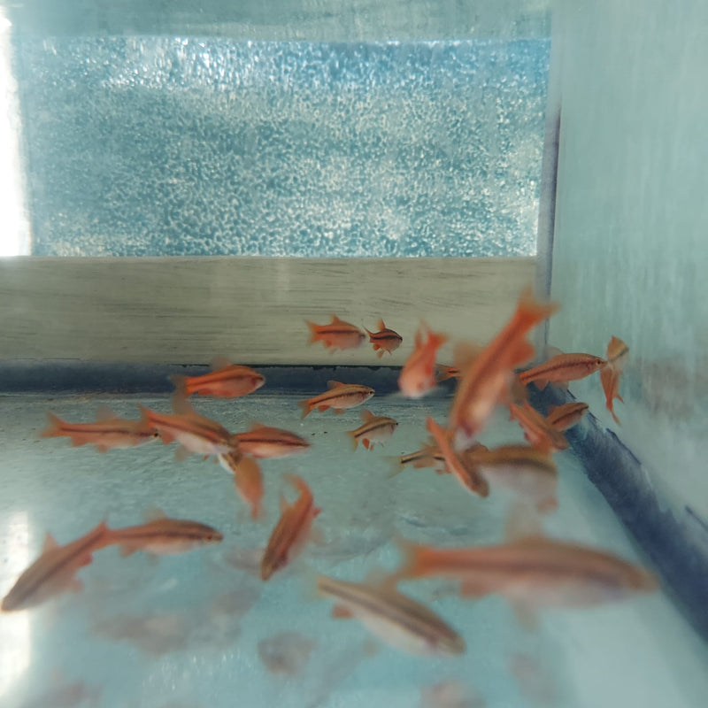 3 BEAUTIFUL CHERRY BARB UNSEXED (Puntius titteya)