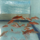 4 BEAUTIFUL CHERRY BARB UNSEXED (Puntius titteya)