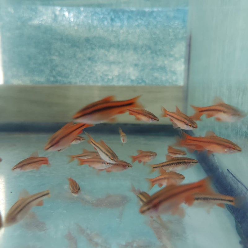 3 BEAUTIFUL CHERRY BARB UNSEXED (Puntius titteya)