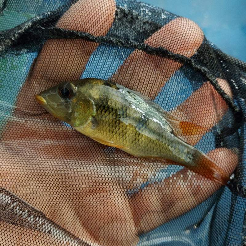 BEAUTIFUL GEOPHAGUS PELLEGRINI 2.5 INCHES UNSEXED (Geophagus pellegrini)