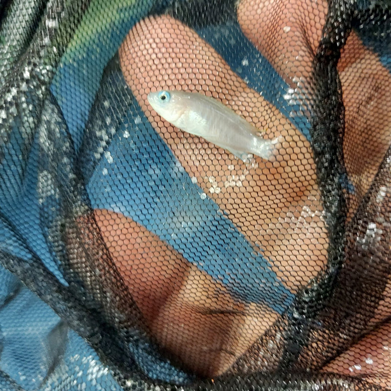 SHELL  DWELLER CICHLID - Shellies 0.5" UNSEXED (Neolamprologus multifasciatus)