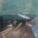 6 LONG FIN ZEBRA DANIO (Danio rerio)