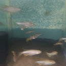6 LONG FIN ZEBRA DANIO (Danio rerio)