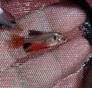 5 LONG FIN RED TETRA SERPAE/ RED MINOR SMALL (Hyphessobrycon eques)
