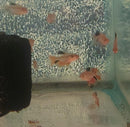 5 LONG FIN RED TETRA SERPAE/ RED MINOR SMALL (Hyphessobrycon eques)