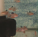 5 LONG FIN RED TETRA SERPAE/ RED MINOR SMALL (Hyphessobrycon eques)