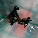 3 BEAUTIFUL GOLD DUST MOLLY UNSEXED (Poecilia sphenops)