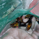 3 BEAUTIFUL GOLD DUST MOLLY UNSEXED (Poecilia sphenops)