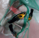 3 BEAUTIFUL GOLD DUST MOLLY UNSEXED (Poecilia sphenops)