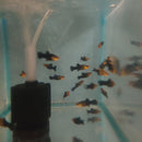 3 BEAUTIFUL GOLD DUST MOLLY UNSEXED (Poecilia sphenops)