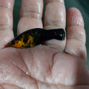 3 BEAUTIFUL GOLD DUST MOLLY UNSEXED (Poecilia sphenops)