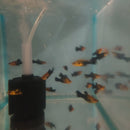 3 BEAUTIFUL GOLD DUST MOLLY UNSEXED (Poecilia sphenops)