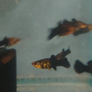 3 BEAUTIFUL GOLD DUST MOLLY UNSEXED (Poecilia sphenops)