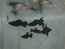 3 BLACK MOLLY LYRETAIL ONE MALE TWO FEMALES (Poecilia latipinna)