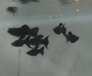 3 BLACK MOLLY LYRETAIL ONE MALE TWO FEMALES (Poecilia latipinna)