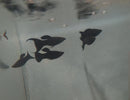 3 BLACK MOLLY LYRETAIL ONE MALE TWO FEMALES (Poecilia latipinna)