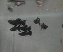 3 BLACK MOLLY LYRETAIL ONE MALE TWO FEMALES (Poecilia latipinna)