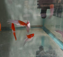 3 VIBRANT SANTA CLAUS SWORDTAIL ONE MALE TWO FEMALES