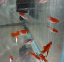 3 VIBRANT SANTA CLAUS SWORDTAIL ONE MALE TWO FEMALES