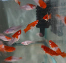 3 VIBRANT SANTA CLAUS SWORDTAIL ONE MALE TWO FEMALES