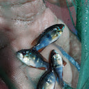 EXOTIC GERMAN BLACK RAM 1 INCH UNSEXED (Mikrogeophagus ramirezi) (Copy)