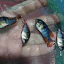 EXOTIC GERMAN BLACK RAM 1 INCH UNSEXED (Mikrogeophagus ramirezi) (Copy)