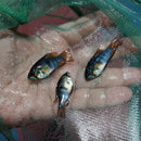 EXOTIC GERMAN BLACK RAM 1 INCH UNSEXED (Mikrogeophagus ramirezi) (Copy)