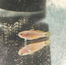 THE PEACOCK GUDGEON GOBY 1" UNSEXED (Tateurndina ocellicauda)