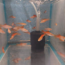 3 COLORFUL PINEAPPLE SWORDTAIL 2"