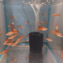 3 COLORFUL PINEAPPLE SWORDTAIL 2"