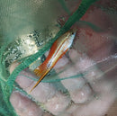 3 COLORFUL PINEAPPLE SWORDTAIL 2"