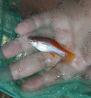 3 COLORFUL PINEAPPLE SWORDTAIL 2"