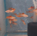 3 COLORFUL PINEAPPLE SWORDTAIL 2"
