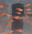 3 COLORFUL PINEAPPLE SWORDTAIL 2"