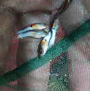 VIBRANT 5 MALE BLUE JAPANESE ENDLERS (Poecilia wingei)  STUNNING COLORATION