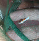 VIBRANT 5 MALE BLUE JAPANESE ENDLERS (Poecilia wingei)  STUNNING COLORATION