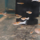 VIBRANT 5 MALE BLUE JAPANESE ENDLERS (Poecilia wingei)  STUNNING COLORATION