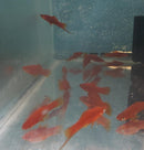 3 COLORFUL RED VELVET SWORDTAIL ONE MALE TWO FEMALES (Xiphophorus helleri)